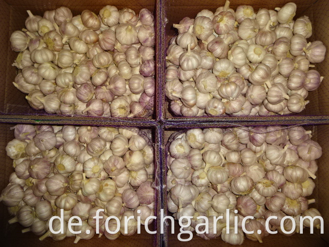 Fresh High Quality Normal Garlic 2019